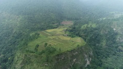 Terraced field on a forested hillside in the mist