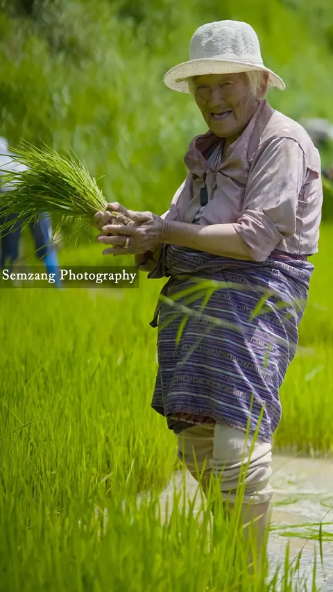 Elderly farmer in a hat holding rice seedlings in a green paddy
